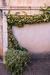 Ivy vine growing along the side of a rustic clay village wall