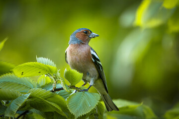 A male common chaffinch (Fringilla coelebs) sits on a thick branch with green leaves and looks toward the camera lens on a spring evening. Close-up portrait of male chaffinch with green background.