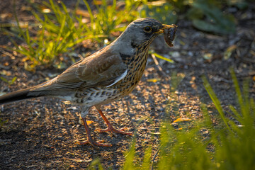 An adult fieldfare stands on the ground and holds worms in its beak on a sunny spring evening.