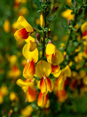 Detail shot of fabaceae in full bloom with beautiful yellow strong tone and a touch of red in the...