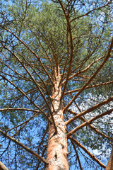Pine tree against the sky.