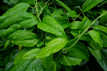 green grass jelly leaves (Cyclea barbata)