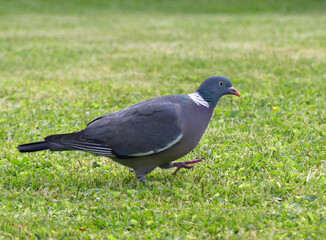 Ringeltaube im Garten