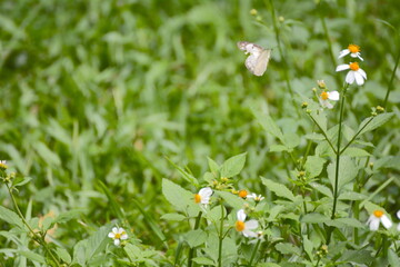 Beautiful Appias albina collecting nectar on ambrosia in the garden