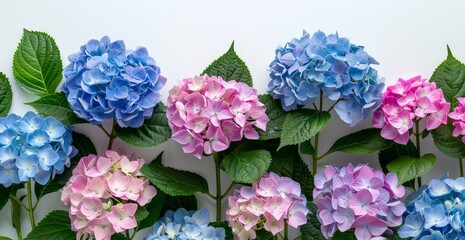 A row of blue, pink, and purple flowers on a white background