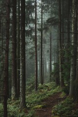 Fototapeta premium Misty foggy forest, fir mountains, natural mist landscape, dark woods view, mystery clouds on pine trees
