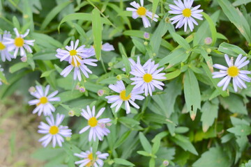 Beautiful Aster indicus L. in the garden.