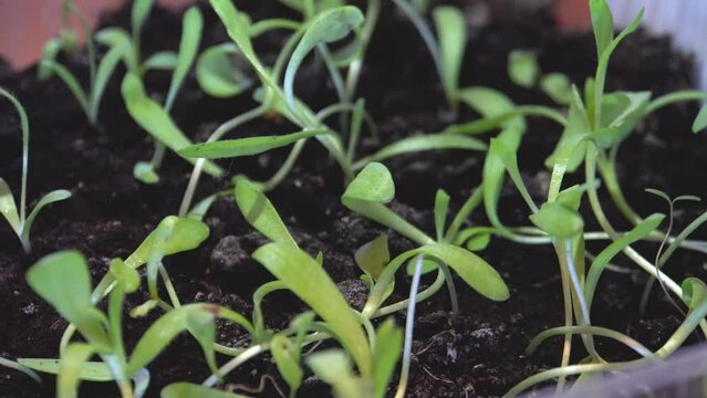 Green seedlings in dark soil. View from above. Large view. Transparent plastic. Laboratory. Genetic engineering. Growing plants.