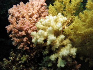 Pocillopora coral with Skeletal Eroding Band disease