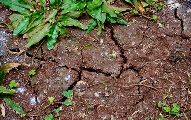 Dry cracked no water summer season soil land ground on outdoor environment with a few green grasses leaves isolated on horizontal ratio background.