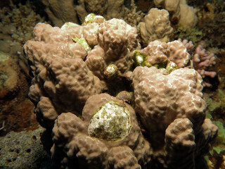 Coralliophila violacea snail  feeding on Porites rus coral