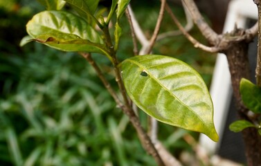Small hole eaten by insect no pesticides green leaves with branches and botanical leaf on horizontal ratio background.