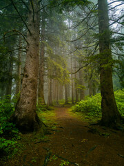 Mystical Foggy Forest: A Serene Natural Escape