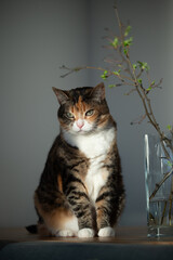 Cute fat cat sitting on table near vase with twigs with young leaves, basks in sunlight, looking at...