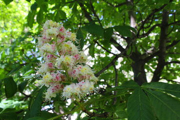 chestnut flowers on the tree in the spring, pink blossom
