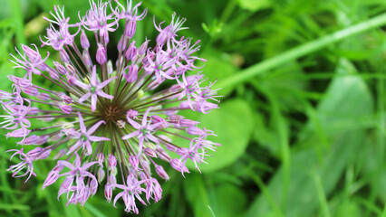 beautiful spring bloom, flowering ornamental onion (Allium), purple flowers in the garden