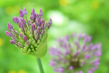 Naklejka na ściany i meble beautiful spring bloom, flowering ornamental onion (Allium), purple flowers in the garden