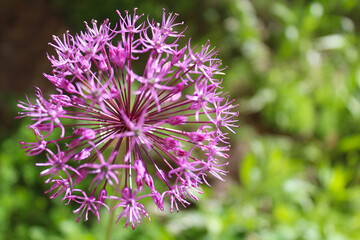beautiful spring flowering, flowering ornamental onion (Allium)