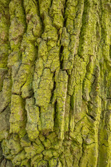 bark of a tree