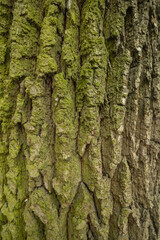 bark of a tree