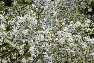 - a blooming cherry tree