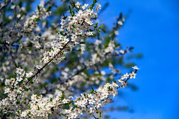 - a blossoming branch of a cherry tree on a sunny day