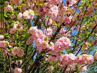 - almond bloom pink flowers