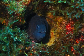 Black moray eel in the algae covered underwater wall. Colorful seascape with hiding eel. Marine...
