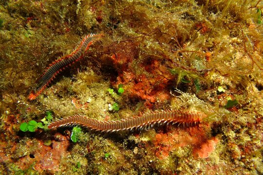Scuba diving in the ocean, animal macro photography. Pair of poisonous red spiny fireworms (family Amphinomidae) on the seabed. Marine life, travel picture. Wildlife in the deep ocean.