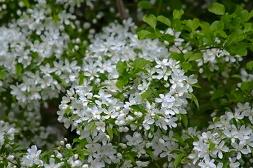 - the plum tree is blooming beautifully