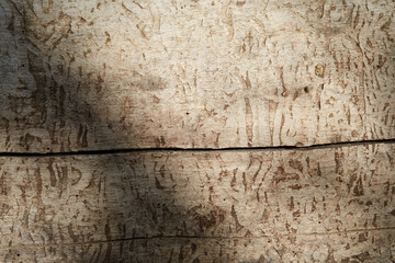 Woodworm bark texture. Close-up texture photograph.