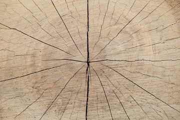 Cracked tree rings cross-section. Fresh-cut wood log close-up photograph.