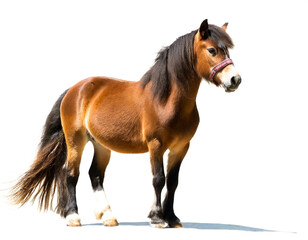 Obraz premium Pony auf vier beinen isoliert auf weißen Hintergrund, Freisteller