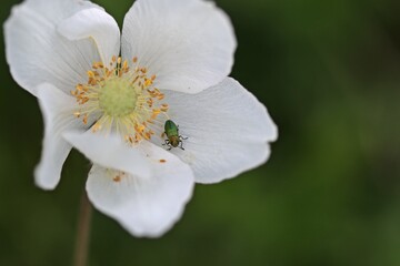 Männlicher Glänzender Blütenprachtkäfer (Anthaxia nitidula) auf Großem Windröschen (Anemone...