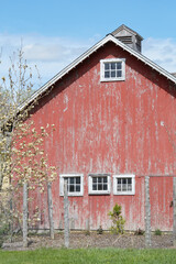 Fototapeta na wymiar An old red barn in spring with a blue sky above.
