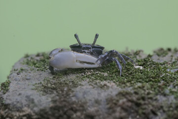 A fiddler crab is waiting for prey in weathered logs that have washed ashore in the estuary. This animal has the scientific name Uca sp.