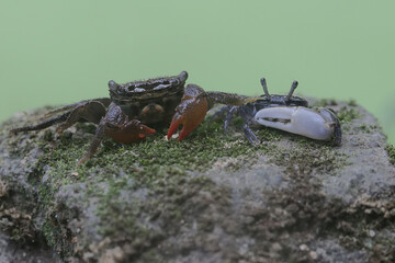 A mangrove swimming crab (Perisesarma sp) and a fiddler crab (Uca sp) are hunting prey in weathered logs that have washed ashore in the estuary.