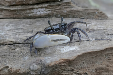 A fiddler crab is waiting for prey in weathered logs that have washed ashore in the estuary. This...