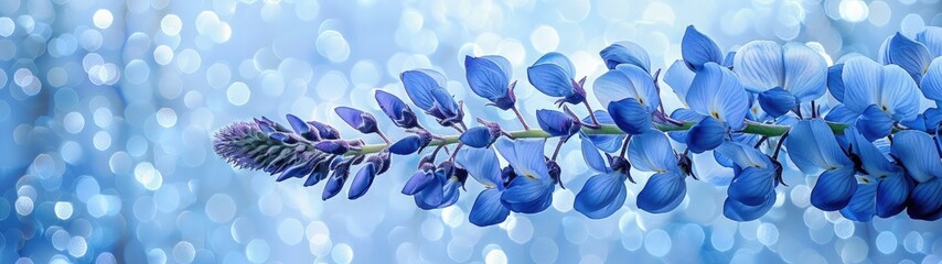 Blue wisteria floral background, best for web, banner, travel, and tranquil background.