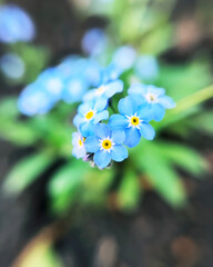 Blue flowers forget-me-not close up