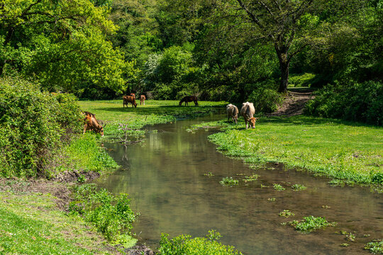 Beautiful scene in the Veio Regional Park, near Formello, Province of Rome, Lazio, Italy.