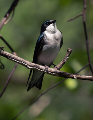 Swallow