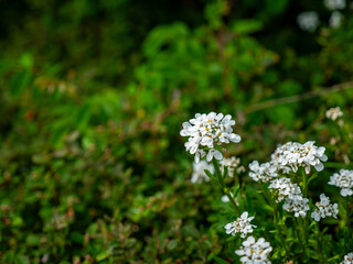 Close-up shot of an evergreen candytuft with a blurred background