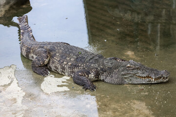 The salt crocodile swimming on the river near canal