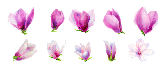 set of pink and white magnolia flowers. Botanical illustration. Spring flowers. Beautiful watercolor illustration for the design of postcards, invitations, weddings, holiday decor.