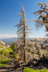 interesting type of trees in the lassen volcanic national park, california