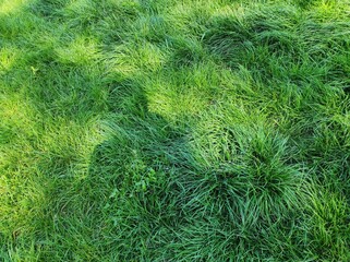 green grass background
