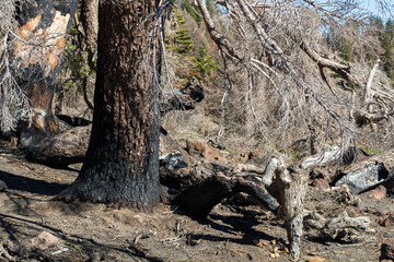 interesting type of trees in the lassen volcanic national park, california