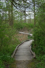 Elevated wooden boardwalk path going through a wooded landscape in Ohio
