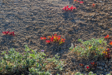 wildflower grassland in there thermal volcanic area of Bumpass hell in the lassen volcanic national...